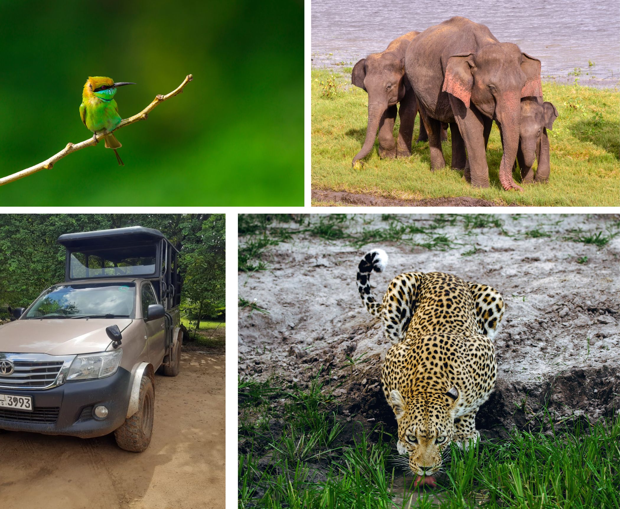 Safari Booking