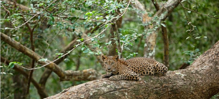 Yala National Park